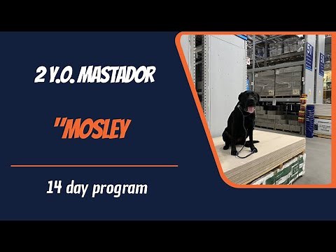 MASTADOR / DOG TRAINING