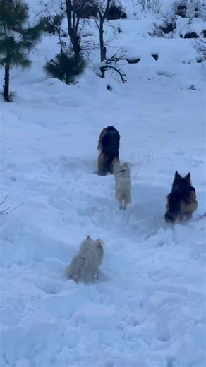 Understanding German Shepherd and Russian Puppies