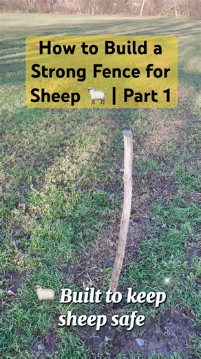 How to Build a Strong Fence for Sheep 🐑 | Part 1