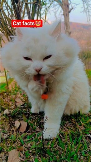 3 types cat breed😻 #cat #facts #shorts #youtubeshorts