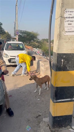 Best Dog Food & Grooming Tips | Healthy Dog Secrets || #humanityfirst #dogvideos