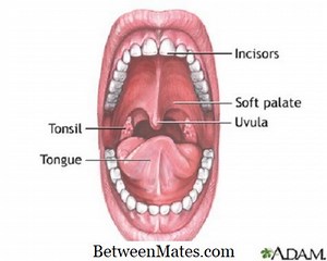 ההבדל בין Uvula ו- Epiglottis הבדל בין - אחרים 2026