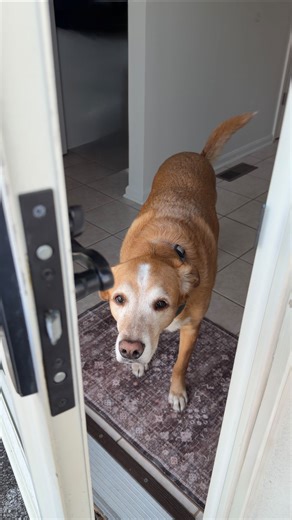 Kasey Reigner on Instagram: "#ad Welcome back to Turning Our House Into a Home ✨🏡 Episode 27: Screen Door Handle Upgrade! First impressions really are everything, so we made a quick but impactful update to our screen door 🔧✨ Such a small change, but it instantly made the entry feel more polished. This is just the start — our front door update is coming soon, and I can’t wait to share it 🚪 Comment “door” for the link or find it in my bio on my Amazon storefront 🛍️ 