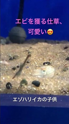 イカの捕食シーンが可愛すぎる😍 #octopus #頭足類 #cephalopod #タコ #squid #カワイイ #ペット #飼育 #かわいい #イカ