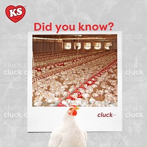 Do you know that you can tell the health of a chicken through the sounds they make? 💭 Chickens make whizzing sounds if their respiratory system is awful and chip extremely loud if they get frustrated. It is no brainer that they tend to make joyful chips when they get comfortable! If you smile when you are happy, the same goes for our chicken! 🐣 #keesongsg #kslactochicken #sakurachicken #lactobacillus #freshchicken #Mozart #Noantibiotics #premiumpoultry #healthierchoice | Kee Song Singapore