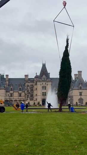 This week is a busy one around the estate as we prepare for #ChristmasatBiltmore 🎄 Our Front Lawn Christmas Tree install began today, and our talented teams set this 55-foot Norway Spruce into place beautifully despite the rainy mountain weather 🌧️ Keep an eye on our social channels this week as we share more behind-the-scenes action of preparing for our 130th Christmas season! For more: https://bit.ly/47txvCD | Biltmore
