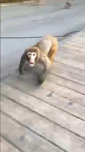 Monkey funny shorts 🐒 OmmRTM Monkey viral comedy video #comedy #shorts #viral #viralvideo