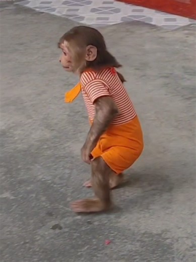 #FYP #MonkeyCubin #xuhuongtiktok #funnyPets #yfpシforyou