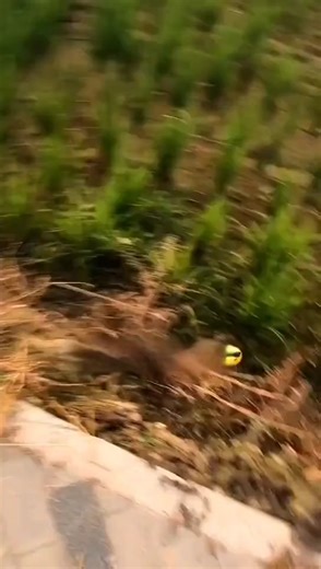 Four dragons eat the sun