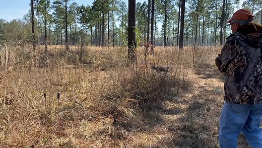 Wildlife Resources Division - Georgia DNR on Reels
