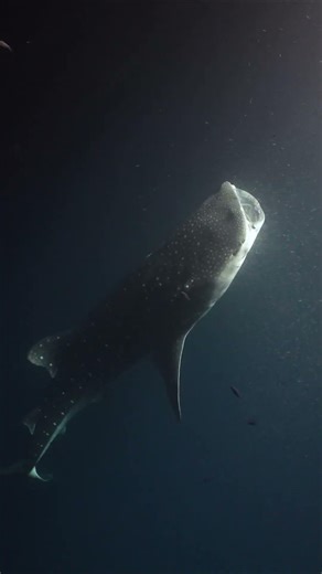 Whaleshark feeding at night in the Maldives #underwater #diving #scuba
