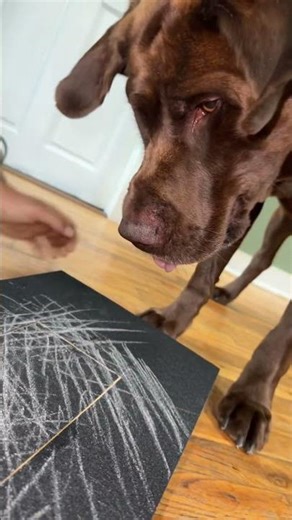 Stop Stressful Dog Nail Cutting! Easy Nail Care at Home | PetSpany