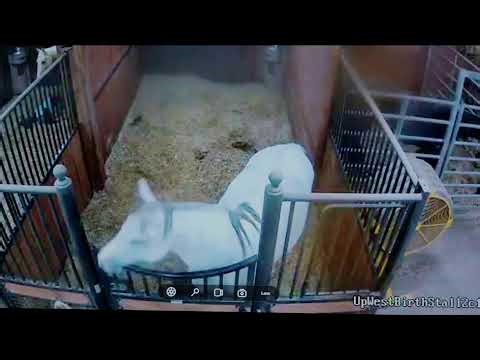 Foal Watch Live Cam 02.24.2026