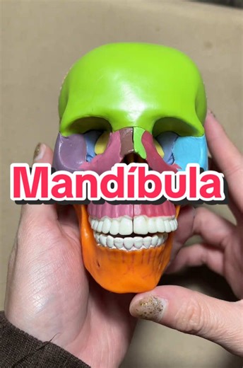 Anatomía de la Mandíbula: Características y Funciones