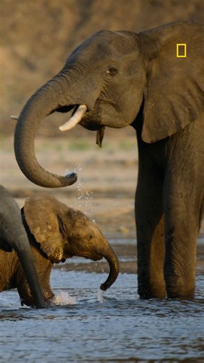 Take a moment from your day and listen as this herd finds a place to cool off after a hot day wandering the Zimbabwe Savanna. #SecretsOfTheElephants | National Geographic TV