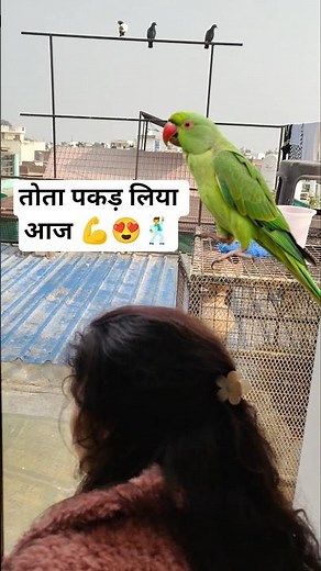 how to catch parrot #parrot #takingparrot #parrottalking #shortvideo #ytshorts #shehrmaindihat 🦜