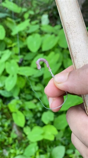 “മണ്ണിര കൊണ്ടൊരു മീൻപിടുത്തം🎣🔥”!!Fishing with Choonda #fishing #fishingvideo #nature