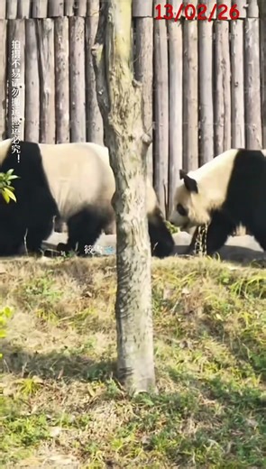 13/2/26 那就好好告个别吧。原来今早的如影随形，早已像是预告。到了下午，玖菜就要走向各自的熊生。祝玖菜熊生顺遂#大熊猫润玥 #大熊猫艾玖 #玖菜天下第一好