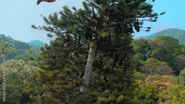Close-up footage of Indian flying foxes, also known as greater Indian fruit bats, roosting and taking flight from a tall tree in Sri Lanka s Royal Botanic Gardens. Perfect for wildlife and nature