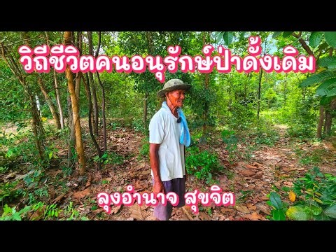 The traditional way of life of a forest conservationist: Uncle Amnat Sukhjit || Adoring this way ...