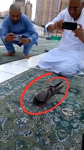 19K views · 53K reactions | And to Allāh prostrates whatever is in the heavens and whatever is on the earth of creatures, and the angels [as well], and they are not arrogant. (Qur'an, 16:49) | 퐒퐡퐞퐢퐤퐡 퐃퐫. 퐒퐚퐣퐢퐝 퐔퐦퐚퐫 | Facebook