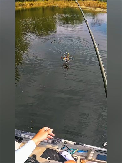 Top Tips for Setting Up Your Perfect Fish Tank