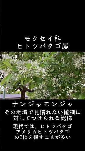 30秒植物紹介【ナンジャモンジャ】 #shorts #30秒植物紹介 #gardening
