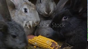 Small domestic rabbits. Farm, household, breeding rabbits in an enclosure. Pets. Feeding animals, rabbits near the feeder, close-up. Corn and rabbits. Curious, cute animals. Close up, bunnys in a cage Stock Video