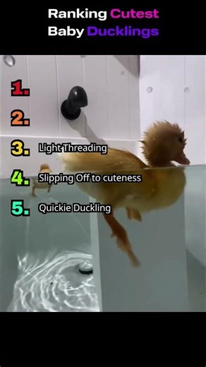Ranking Cuteness of Ducklings