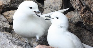 Tracking the secret life of snow petrels – Australian Antarctic Program (News 2010)