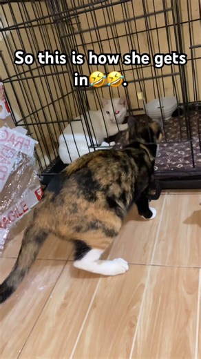 Smart kirara 😅 #cat