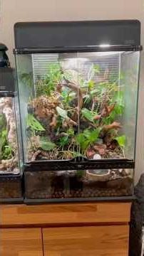 Crested gecko setup tutorial! This one is completely bioactive. 🦎