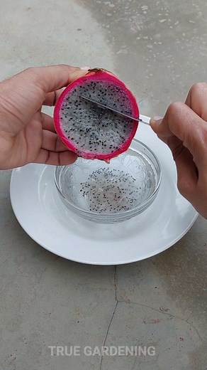 654K views · 26K reactions | Dragon fruit  se FREE me ushke der sare plants ugaoo  #dragonfruit #dragonfruitplant #dragonfruitfarming #gardeningforbeginners | True Gardening | Facebook