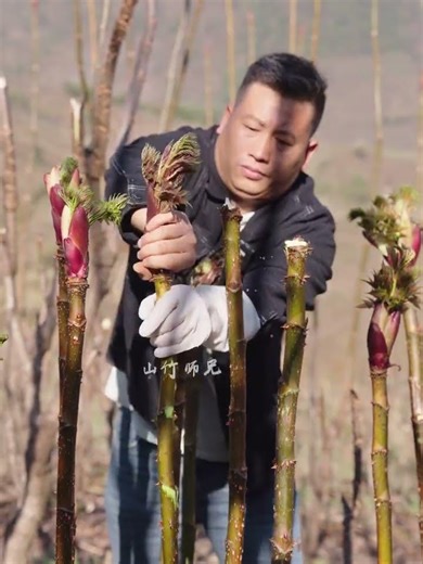Mountain's Spring Search: First Stubble Harvest Unveiled