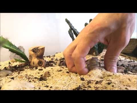 Desert Horned Lizard care and feeding!