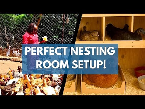 Best Chicken Nesting House Setup for Profitable Hatching 🐣 | Hatch More Eggs Naturally! 🐔