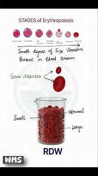 What is RDW Mean in Your CBC?