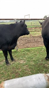 Do yall remember when Reba came to stay with us last summer in May 2024? We put her with Kevin for a few weeks. She just gave birth to her calf! Watch the video for the full story. #texasrancher #ranchlife #ranching #cattle #blackangus #storytime | Texas Rancher