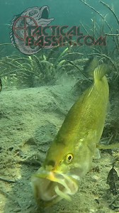 Do you every wacky rig your dropshot baits? It works! There are a handful of really good worms that shine with this technique, so if it's not already part of your angling arsenal, you should consider adding it. THE RIG... Bait– Duo Realis Wriggle Crawler: https://bit.ly/3TFXocE Color: Watermelon Red Flake Hook– Owner Mosquito Light: https://bit.ly/2zQVKx3 Size: 2 Weight– Swagger Tungsten Casting Weight: https://bit.ly/2YAoMuv Size: 1/4 oz BUDGET DROPSHOT COMBO... Rod– St. Croix Bass X 6'10" Medi