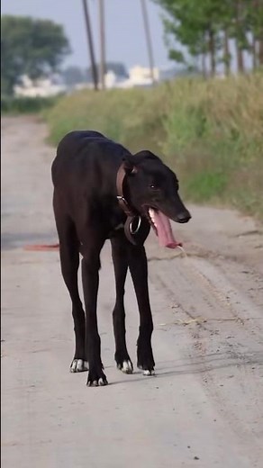 Traditional Hunting Dog Training | Elite Sighthound Education & Wildlife Skills🐕🔥