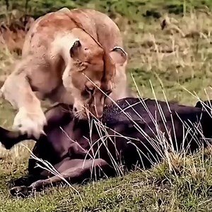 607K views · 2.7K reactions | Lion eats prey!!! | Natural | Facebook