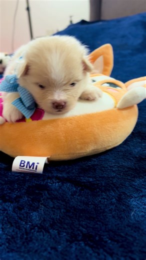 Beautiful cream teddy bear 3-weeks old Purebred Pomeranian Puppy Boy💙 #pomeranianpuppies #pomeranianpuppyforsale #cutepuppy