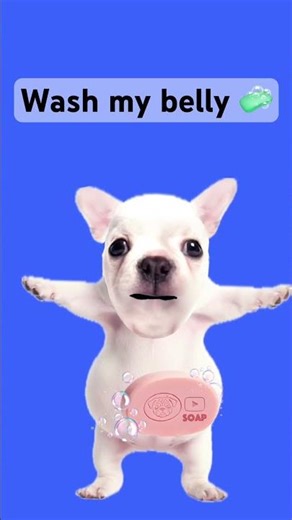 Wash my belly #cute #pibble #washmybelly ‪@EzraKittyy‬