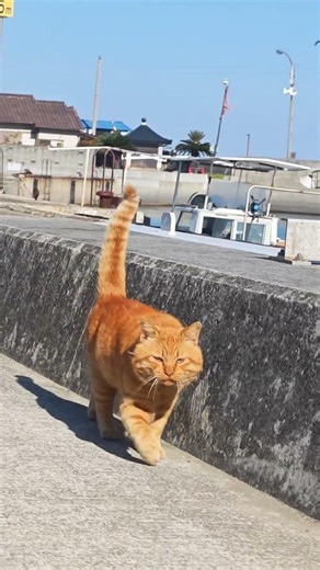 More Cats Than People on a Cat Island in Japan — About 100 Cats🐈🐈 | Sanagi Island | 猫島 #shorts