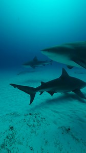 麗 Starting the week with an epic bull shark encounter! There’s...