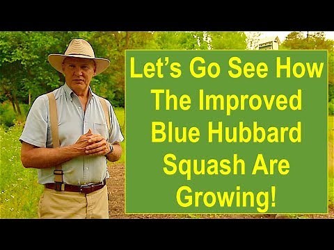 Early-Summer Garden Update: Let's Go See How the Improved Blue Hubbard Squash are Growing!