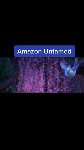 Amazon Untamed: A Rio 2 Adventure in the Jungle