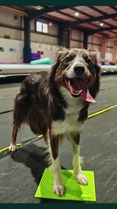 4.3K views · 33 reactions | Target Smarter to Train Stronger  Introducing TRAX Targets  With neurostimulation bumps for enhanced paw awareness, weighted stability for confidence-building, and premium durability for long-term use—TRAX Targets are #MadetoMove! Are you ready to Target Smarter? Grab yours today! https://ow.ly/1hRR50UYEpI #FitPaws #TeamFitPaws #MadeToMove #TRAXTargets #TargetSmarterTrainStronger #CanineFitness #DogTraining #RehabForDogs | FitPaws | Facebook