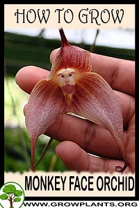 Monkey face orchid - How to grow & care