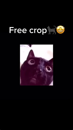 Angry Black Cat Meme Compilation